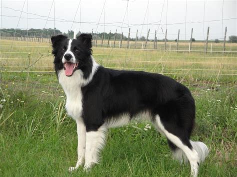 Alcool Artificiel idiome border collie grande taille Gouttière épouse