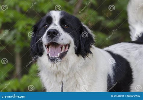 Border Collie Great Pyrenees Mix Black: The Perfect Companion