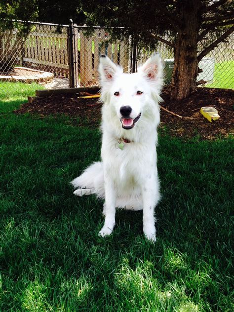Puppy Love Cosmo Daily Dog Tag Border collie husky mix, White