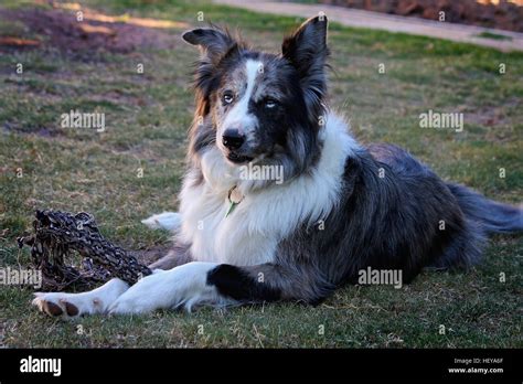63+ Border Collie Koolie l2sanpiero