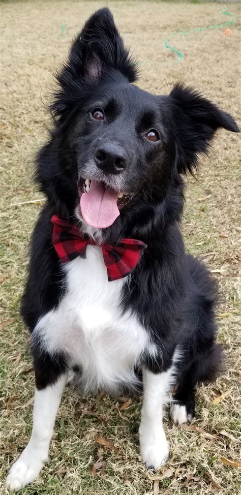 Chow lab mix border collie oh my!