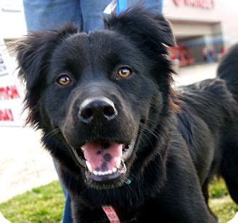 99+ Black Border Collie Lab Mix Puppy l2sanpiero