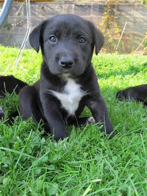 Border Collie Lab Mix Puppies For Sale In Wisconsin