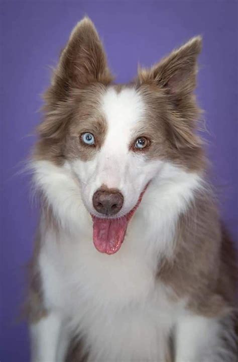 Border Collie Lilac Merle Tricolor: A Unique And Beautiful Breed