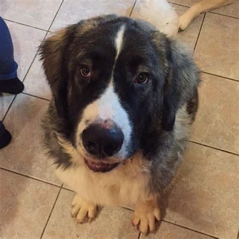 Flash Large Male Border Collie x Mastiff Mix Dog in NSW PetRescue