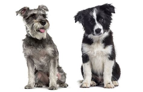 29 Beautiful Border Collie Mixes Find The Perfect Border Collie Mix