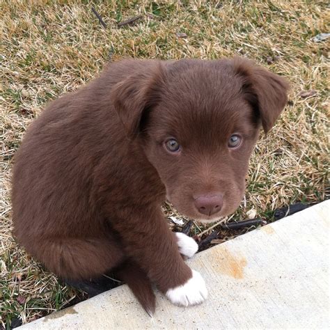 Brown Border collie. Brown border collie, Border collie herding, Cute