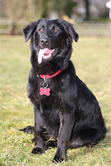 Border Collie Mix Labrador: A Unique And Lovable Breed