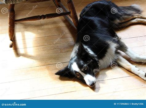 Pin on 14 ANIMALS WORLD