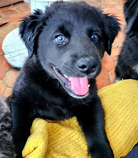 Border Collie For Sale in Orange County (6) Petzlover