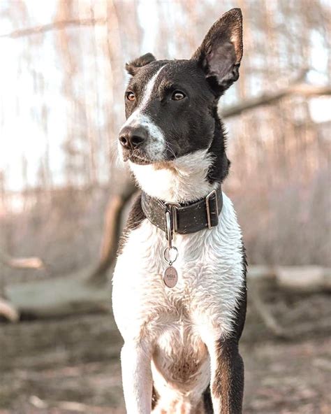 Border Collie Pit Mix Brown: A Unique And Lovable Breed