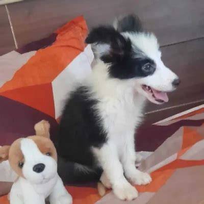 Border Collie Price In Kolkata Bleumoonproductions