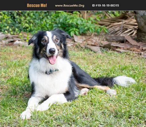 ADOPT 19033100402 Border Collie Rescue , FL