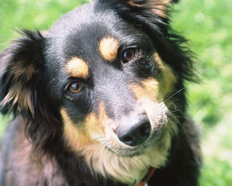 Border Collie Rottweiler Mix PETSIDI