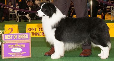 Inbred Crufts Border Collies