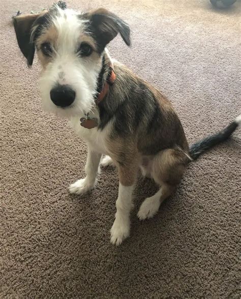 Border Collie Terrier Mix Brown: A Unique And Lovable Companion