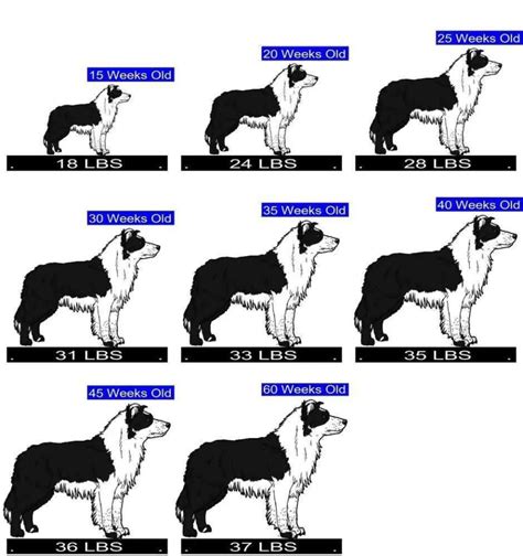 Border Collie Weight Chart Lbs