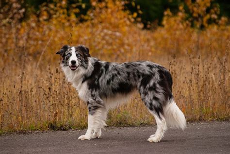 Border Collie Boop My Nose ™ on Instagram “Boop zaki_bc Border