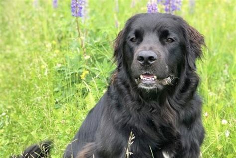 23+ Border Collie X Newfoundland l2sanpiero