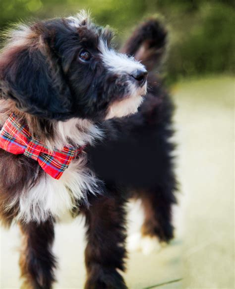 Border Collie X Poodle For Sale: The Perfect Mix Of Intelligence And
Cuteness