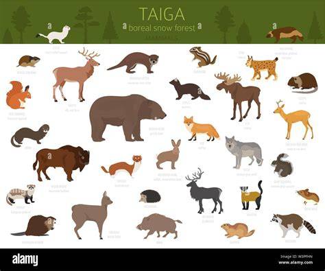 Boreal Forests Animal Chart