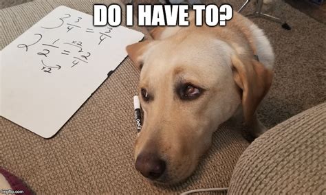 Bored Dog Meme