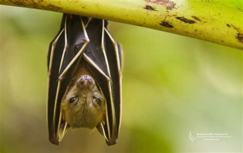 Borneo Fruit Bat