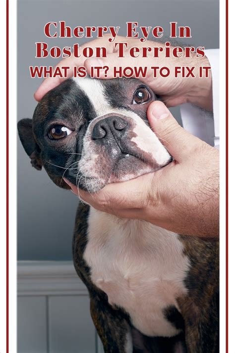 Boston Terrier Eye Issues: Understanding And Managing Them