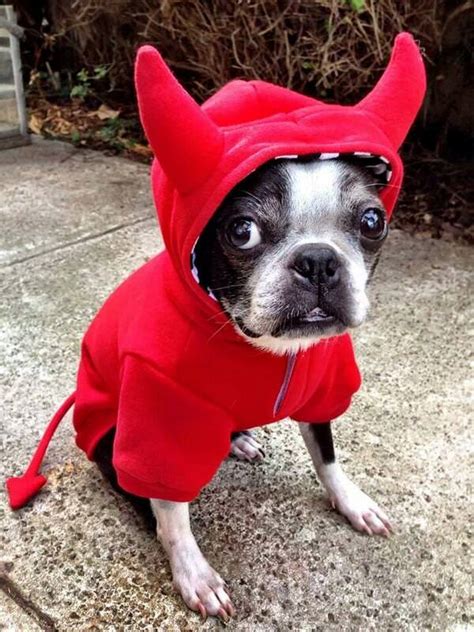 Boston terrier Halloween costume wish I could do this for stella