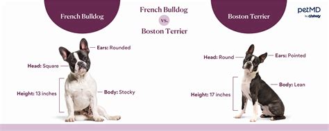Boston Terrier Size Comparison