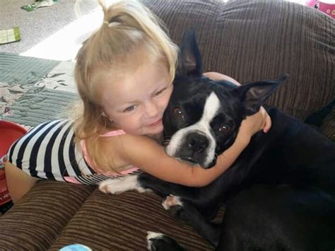 Boston Terriers And Kids: A Perfect Match