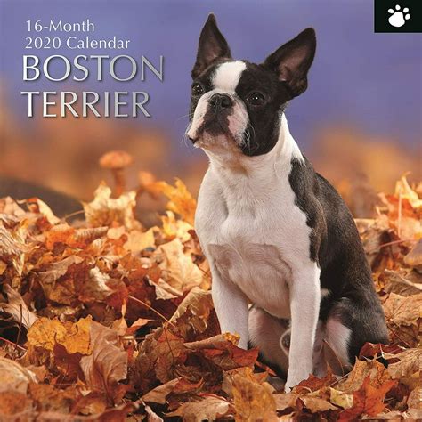 Boston Terrier Calendar