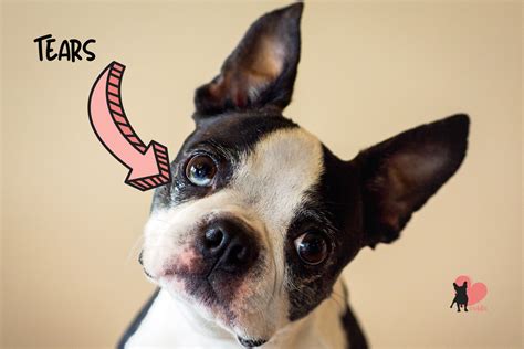 Boston Terrier Eye Issues: Understanding And Managing Them