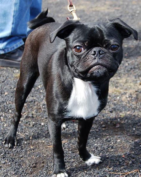 Any love for a Boston terrier / pug mix? ) this is my new friend Omar