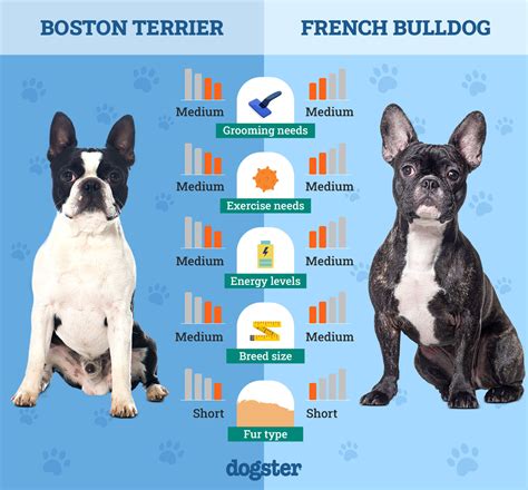 39+ Boston Terrier Size Comparison Pic Bleumoonproductions