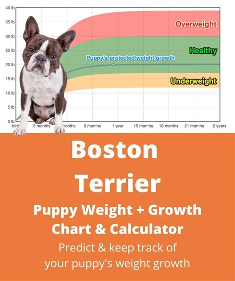 Boston Terrier Size Range