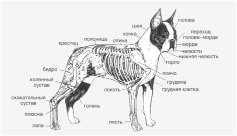 10 Costumes That Prove Boston Terriers Always Win At Halloween