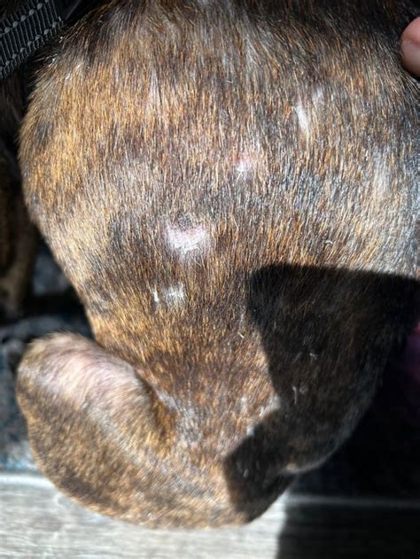 Common Boston Terrier Skin Problems and Effective Solutions