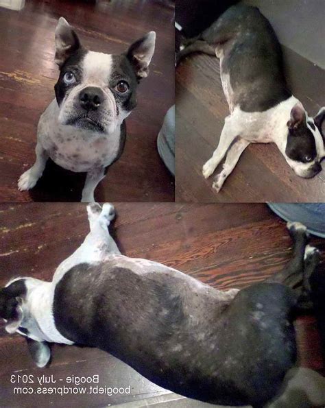 Understanding Boston Terrier Skin Conditions: Expert Tips and Advice