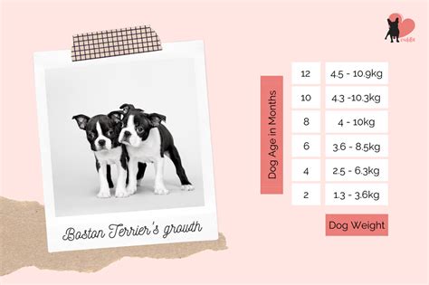 Boston Terrier Weight Chart