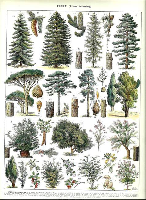 Botanical illustration of a tree