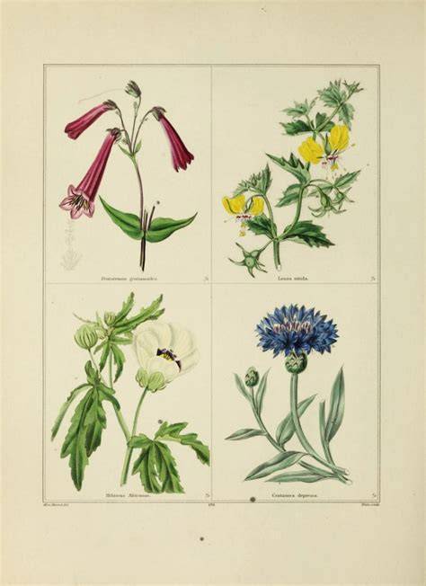 Botanical Illustrations History