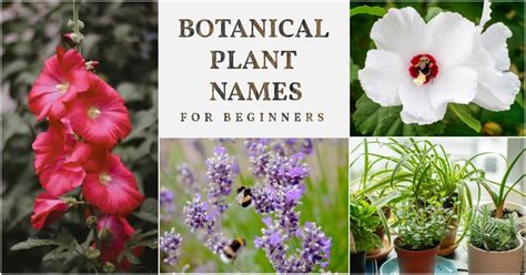 Botanical Plants Names Pictures