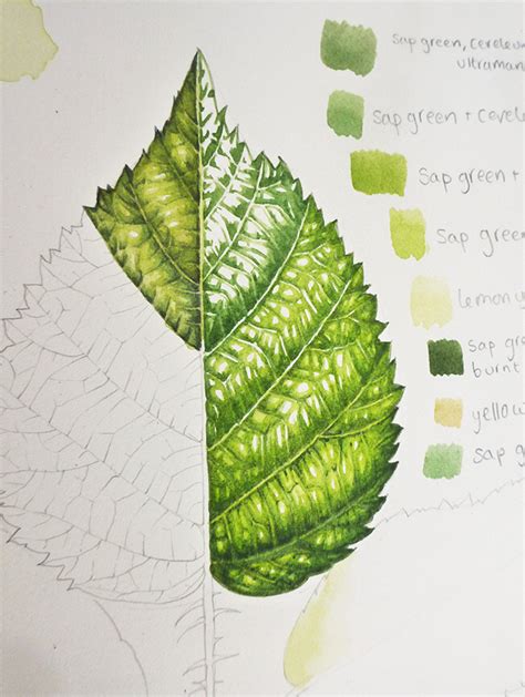 Botanical illustration techniques