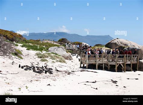 Boulders Beach viewing platform