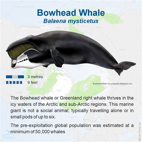 Bowhead Whale