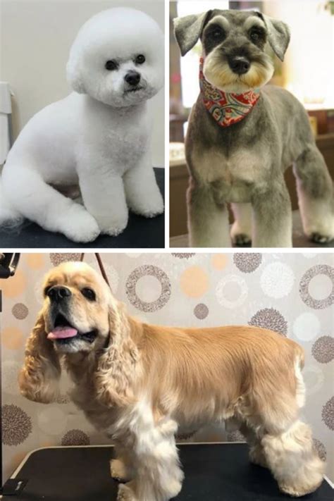 Box Haircut Dog