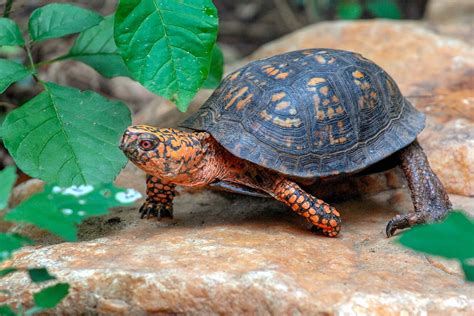 Box Turtle Image