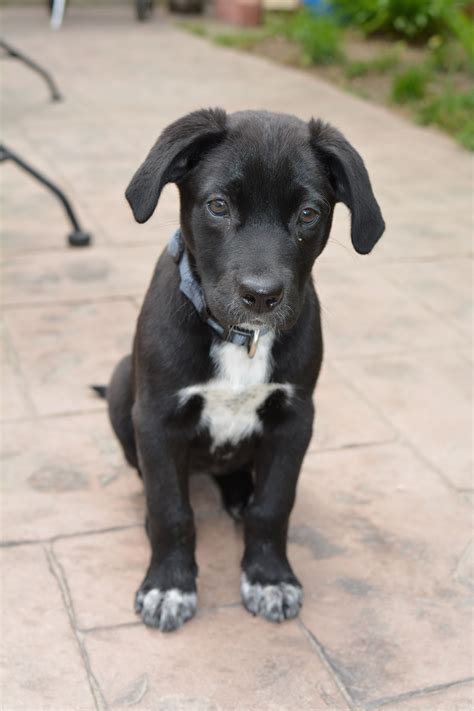 Boxer Black Lab Pit Mix Puppy: A Unique And Loyal Companion