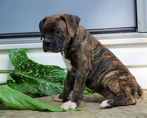 AKC Registered Boxer Puppy For Sale Baltic, OH Male Gus AC Puppies LLC